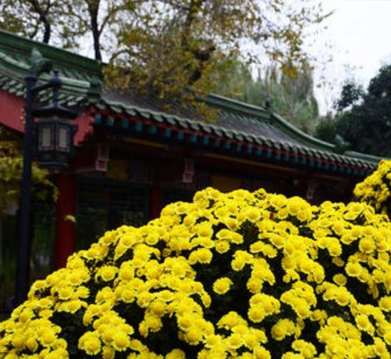 上海景区菊展施工